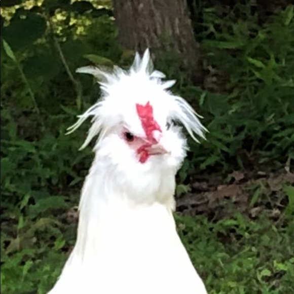 Meet your Posher, Ben - Picture 1 of 1